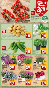 Blumen im aktuellen REWE Prospekt (Augsburg) Blumen im REWE Prospekt "Dein Markt" mit 34 Seiten (Augsburg)