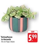 Grünpflanze in Keramik im Angebot bei E center in Esslingen Grünpflanze in Keramik Angebote bei E center Esslingen für 5,99 €