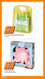 Pflanzen Angebot & Preis im aktuellen Action Prospekt Pflanzen Angebot im aktuellen Action Prospekt auf Seite 6