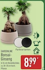 ALDI Nord Lobstädt - Bonsai-Ginseng Angebot im Prospekt Bonsai-Ginseng bei ALDI Nord im Lobstädt Prospekt für 8,99 €