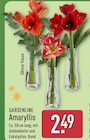 Amaryllis von Gardenline für 2,49 € bei ALDI Nord im Angebot Amaryllis von Gardenline im aktuellen ALDI Nord Prospekt