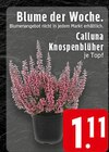 Aktuelles Calluna Knospenblüher Angebot bei E center in Duisburg