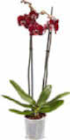 Orchidee Angebote bei Netto Marken-Discount Ibbenbüren für 4,99 €