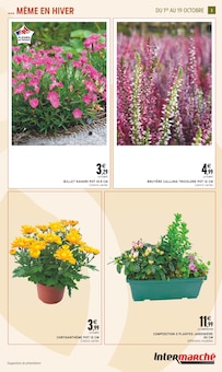 Promo Plante D'intérieur dans le catalogue Intermarché du moment à la page 3