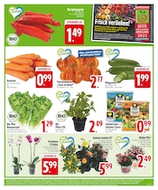 Blumen im EDEKA Prospekt in Regensburg Aktueller EDEKA Prospekt mit Blumen, "Deine PAYBACK Vorteile", Seite 3
