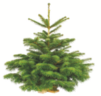 toom Baumarkt Planegg - Nordmanntanne mit Holzständer Angebot im Prospekt Nordmanntanne mit Holzständer bei toom Baumarkt im Planegg Prospekt für 21,99 €