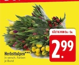 Herbsttulpen Angebote bei EDEKA Kaufbeuren für 2,99 €