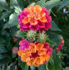 Lantana à Point Vert dans Saint-Martin-Lacaussade Lantana à Point Vert dans Saint-Martin-Lacaussade