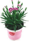 ŒILLET - GARDENLINE en promo à 2,99 € chez Aldi ŒILLET - GARDENLINE dans le catalogue Aldi