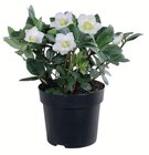 XL CHRISTROSEN im Angebot bei Wreesmann in Freiberg XL CHRISTROSEN Angebote bei Wreesmann Freiberg für 8,49 €