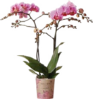 Orchidee (Phalaenopsis Multiflora „Kolibri“) im Angebot bei Globus-Baumarkt in Wiesbaden Orchidee (Phalaenopsis Multiflora „Kolibri“) Angebote bei Globus-Baumarkt Wiesbaden für 9,99 €