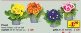 toom Baumarkt Herford Angebote im Prospekt und Katalog