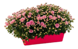 Truffaut La Patte d'Oie - Promo Jardinière de chrysanthèmes pompon Promo Jardinière de chrysanthèmes pompon à 9,99 € dans le catalogue Truffaut à La Patte d'Oie