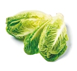 Mini Romana im aktuellen Netto mit dem Scottie Prospekt