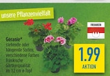 Geranie im diska Prospekt Geranie von im aktuellen diska Prospekt für 1,99 €