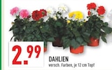 Marktkauf Münster - DAHLIEN Angebot im Prospekt DAHLIEN bei Marktkauf im Münster Prospekt für 2,99 €