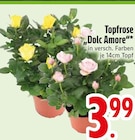 Aktuelles Topfrose Dolc Amore Angebot bei EDEKA in München ab 3,99 €