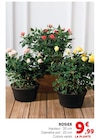Rosier en promo chez Super U Valence à 9,99 €