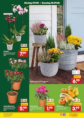 Zimmerpflanzen im Netto Marken-Discount Prospekt in Karlsruhe Aktueller Netto Marken-Discount Prospekt mit Zimmerpflanzen, "Aktuelle Angebote", Seite 32