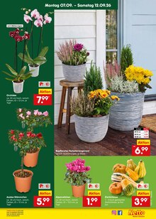 Blumentopf im Netto Marken-Discount Prospekt "Aktuelle Angebote" mit 73 Seiten (Karlsruhe)