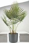 Plante artificielle jakob dans le catalogue Jysk
