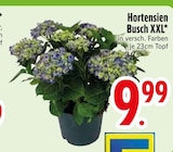 Hortensien Busch XXL Angebote bei EDEKA Kaufbeuren für 9,99 €