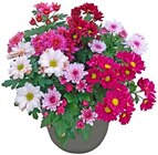 Aktuelle Pflanzen Angebote bei REWE in Aachen Aktuelles Chrysantheme Angebot bei REWE in Aachen ab 2,99 €