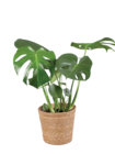 Monstera ou Fatsia en promo chez Lidl Nanterre à 9,99 €