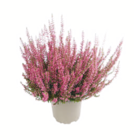 Aktuelles Knospenheide Angebot bei toom Baumarkt in Bottrop ab 1,99 €