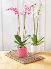 Orchidée Phalaenopsis en promo chez U Express Le Havre à 12,99 €