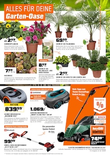 Blumen im OBI Prospekt "BIBERSTARK SPAREN" mit 21 Seiten (Dresden)