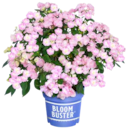 HORTENSIE „BLOOMBUSTER“ von GROW BY OBI im aktuellen OBI Prospekt für 27,99 €