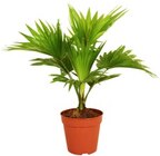 Aktuelle Palme Angebote bei Kaufland in Leipzig Aktuelles Schirmpalme Angebot bei Kaufland in Leipzig ab 7,99 €