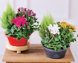Composition 4 plantes - Super U à Nanterre Composition 4 plantes en promo chez Super U Nanterre à 9,99 €