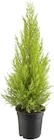 Zypresse „Goldcrest“ bei Thomas Philipps im Westerburg Prospekt für 2,99 €