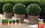 Netto Marken-Discount Calau - Euonymus „Green Wonder“ Angebot im Prospekt Euonymus „Green Wonder“ bei Netto Marken-Discount im Calau Prospekt für 3,99 €