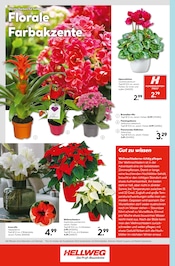 Blumen im Hellweg Prospekt in Halberstadt Aktueller Hellweg Prospekt mit Blumen, "Die Profi-Baumärkte", Seite 24