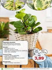 Pflanzen im Garten-Center Nordharz GmbH & Co. KG Prospekt in Wolfenbüttel Aktueller Garten-Center Nordharz GmbH & Co. KG Prospekt mit Pflanzen, "Grüne Mitbewohner!", Seite 2