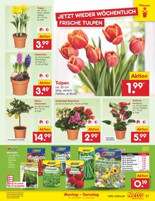 Blumen im Netto Marken-Discount Prospekt "Aktuelle Angebote" mit 54 Seiten (Jena)