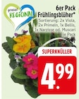 Frühlingsblüher  im aktuellen EDEKA Prospekt für 4,99 €