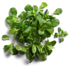 Franz./ital. Feldsalat bei Kaufland im Dippoldiswalde Prospekt für 0,99 €