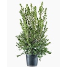 Botanic Démouville - Promo Myrte Commun pot 3 L Promo Myrte Commun pot 3 L à 17,49 € dans le catalogue Botanic à Démouville