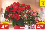 Weihnachtsstern Busch im Angebot bei Netto Marken-Discount in Rostock Weihnachtsstern Busch Angebote bei Netto Marken-Discount Rostock für 4,99 €