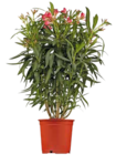 Oleander bei OBI im Neumarkt Prospekt für 14,99 €