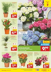Ähnliche Weihnachtsstern Angebote im Prospekt "Aktuelle Angebote" von Netto Marken-Discount in Frechen Ähnliche Angebote wie Weihnachtsstern im Prospekt "Aktuelle Angebote" auf Seite 35 von Netto Marken-Discount in Frechen