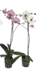 Schmetterlingsorchidee „Phalaenopsis“ im Angebot bei EDEKA in Schwerin Schmetterlingsorchidee „Phalaenopsis“ Angebote bei EDEKA Schwerin für 5,99 €