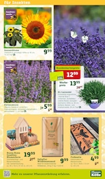 Sonnenblume Angebot im aktuellen Pflanzen Kölle Prospekt auf Seite 3
