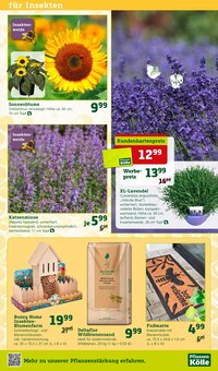 Möbel im Pflanzen Kölle Prospekt "Blütenzauber für fleissige Bienchen!" mit 16 Seiten (Mainz)