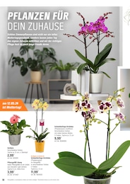 Orchidee im OBI Prospekt Alles Machbar In deinem Garten auf S. 18