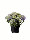 Gartenhortensien Angebote bei Lidl Eberswalde für 6,99 €